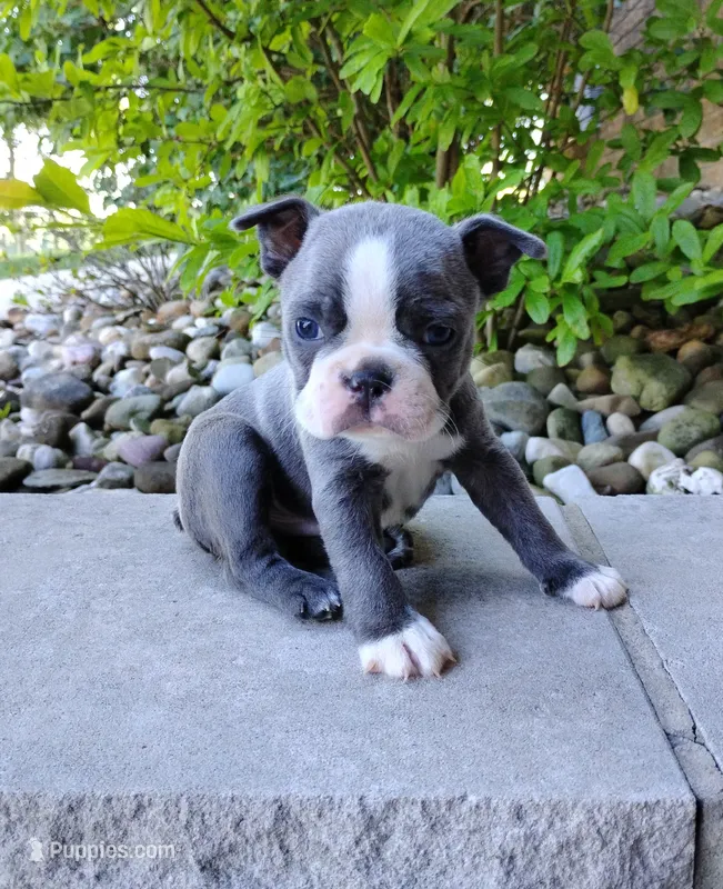 Kade – Boston Terrier puppy for sale in Fredericksburg, OH