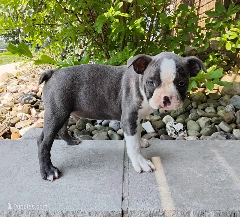 Kobe blue – Boston Terrier puppy for sale in Fredericksburg, OH