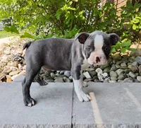 Kobe JHC Clear, a male Boston Terrier for sale in Fredericksburg, OH – 2 of 3