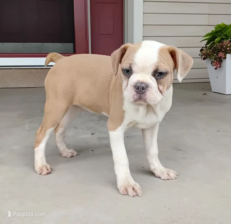 Leo blue fawn – Boston Terrier puppy for sale in Fredericksburg, OH