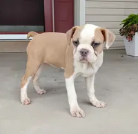 Leo blue fawn, a male Boston Terrier for sale in Fredericksburg, OH – 2 of 3