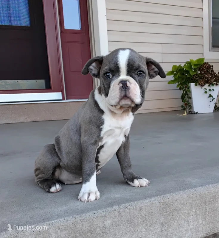 Kimmy JHC Clear – Boston Terrier puppy for sale in Fredericksburg, OH