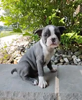 Tanner JHC Clear, a male Boston Terrier for sale in Fredericksburg, OH – 2 of 3