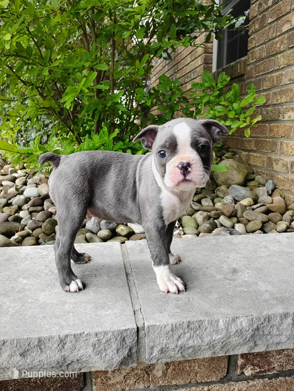 Tanner Blue – Boston Terrier puppy for sale in Fredericksburg, OH