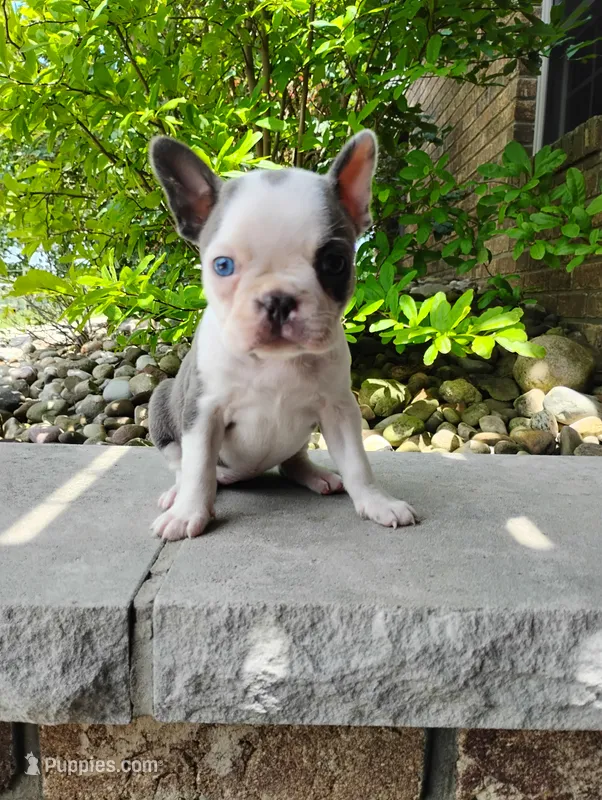 Ariel – Boston Terrier puppy for sale in Fredericksburg, OH
