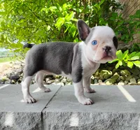 Ariel, a female Boston Terrier for sale in Fredericksburg, OH – 1 of 3