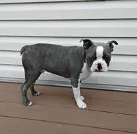 Kobe Blue JHC Clear, a male Boston Terrier for sale in Fredericksburg, OH – 3 of 4