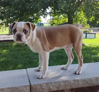 Leo blue fawn $100 OFF THIS WEEKEND , a male Boston Terrier for sale in Fredericksburg, OH – 3 of 3