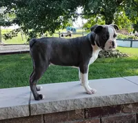 Kobe Blue JHC Clear, a male Boston Terrier for sale in Fredericksburg, OH – 2 of 3