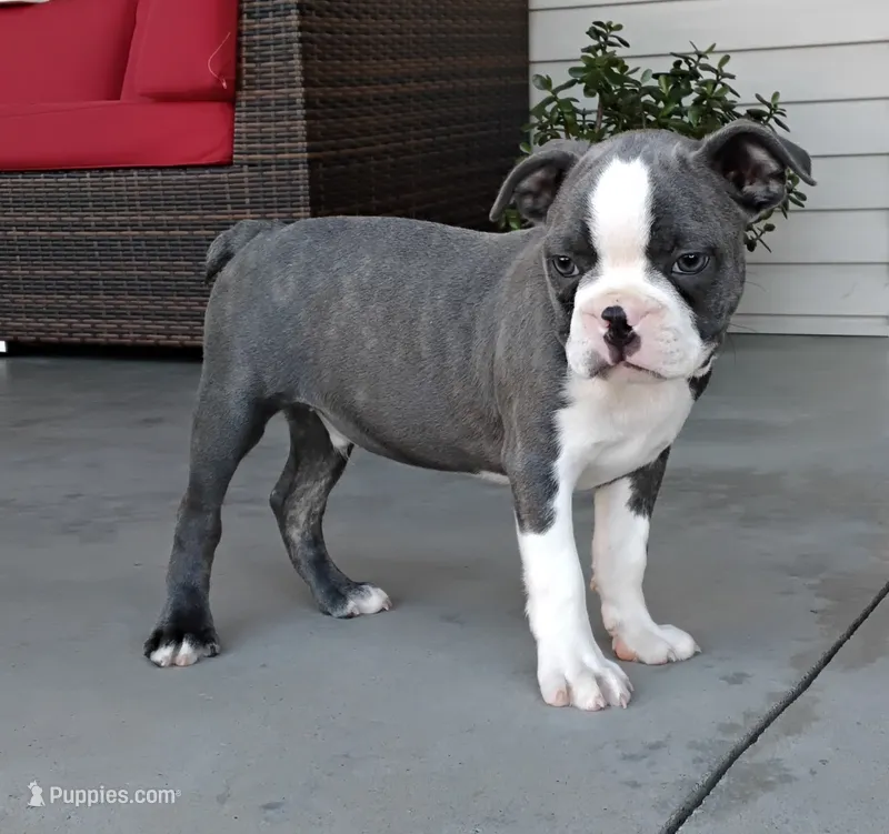 Kobe JHC Clear – Boston Terrier puppy for sale in Fredericksburg, OH