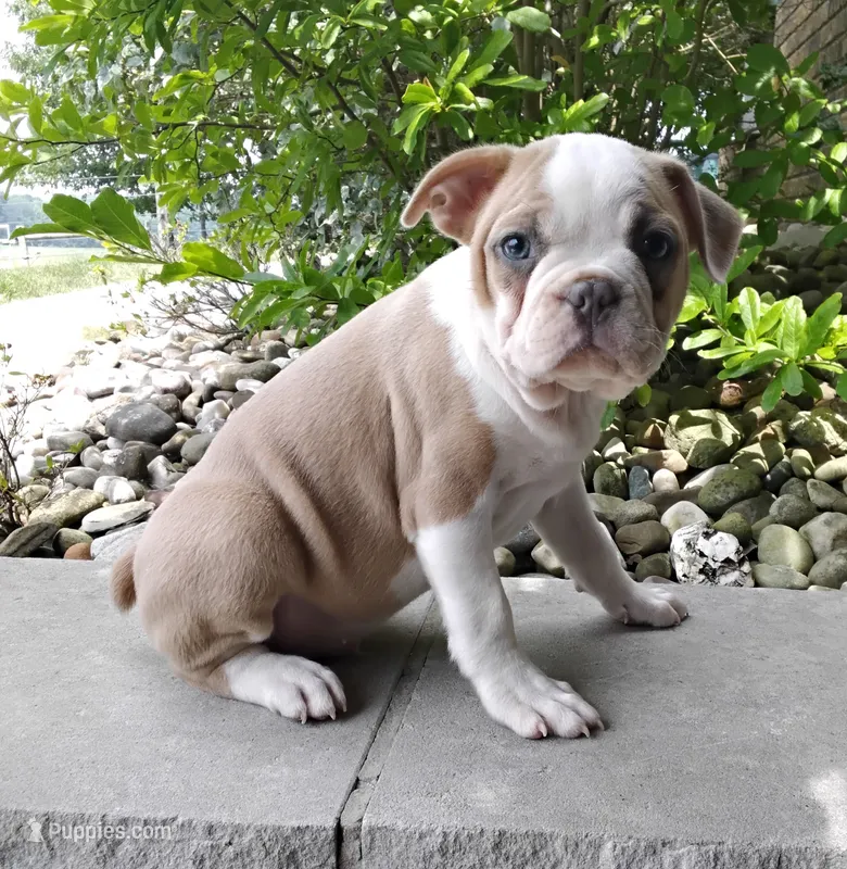 Leo blue fawn – Boston Terrier puppy for sale in Fredericksburg, OH