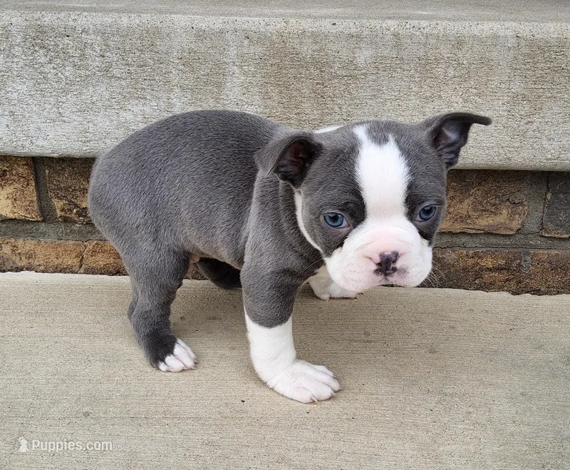 Esmond – Boston Terrier puppy for sale in Fredericksburg, OH