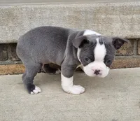 Esmond, a male Boston Terrier for sale in Fredericksburg, OH – Photo 3 of 5