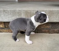 Esmond, a male Boston Terrier for sale in Fredericksburg, OH – Photo 2 of 5