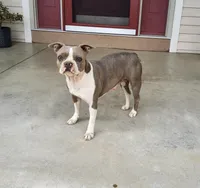 Esmond, a male Boston Terrier for sale in Fredericksburg, OH – Photo 5 of 5