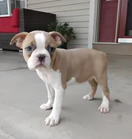 Elsa, a female Boston Terrier for sale in Fredericksburg, OH – 3 of 4