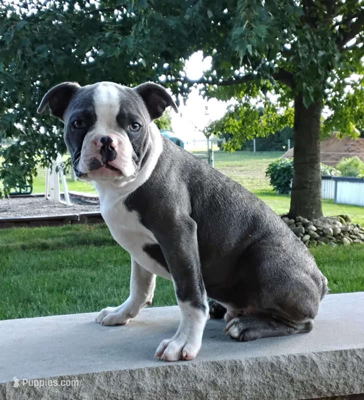 Kobe JHC Clear – Boston Terrier puppy for sale in Fredericksburg, OH
