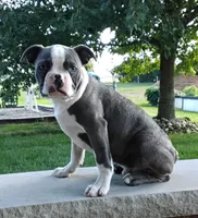 Kobe Blue JHC Clear, a male Boston Terrier for sale in Fredericksburg, OH – 1 of 3