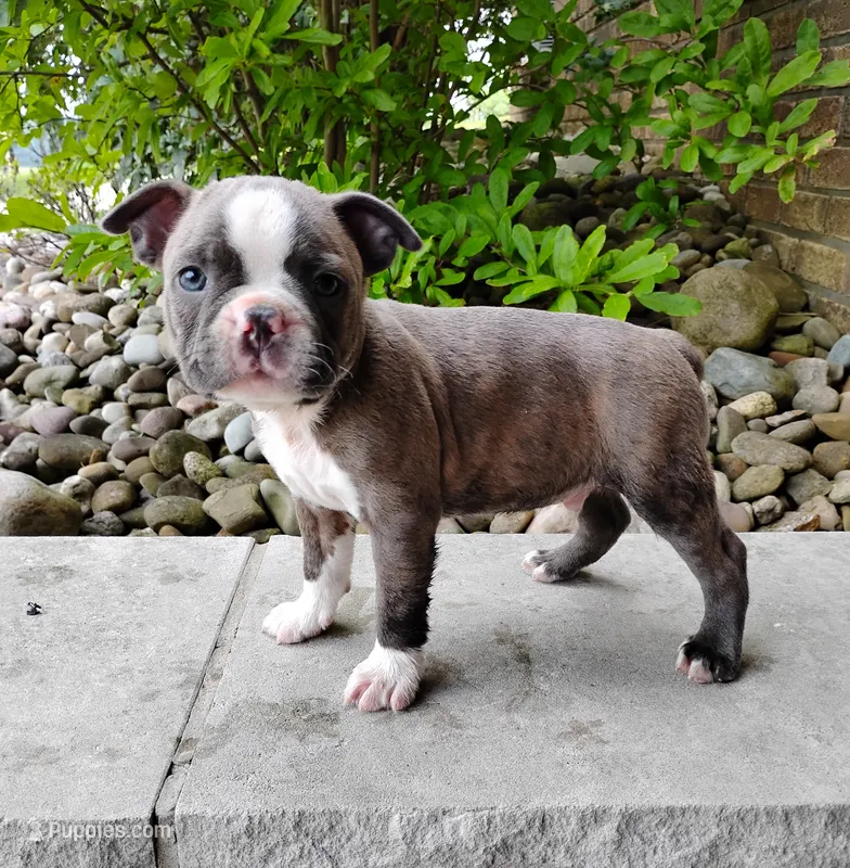 Tiger – Boston Terrier puppy for sale in Fredericksburg, OH