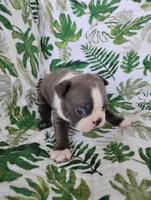 Kade, a male Boston Terrier for sale in Fredericksburg, OH – 3 of 4