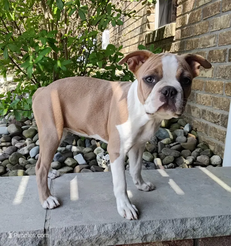 Elsa – Boston Terrier puppy for sale in Fredericksburg, OH
