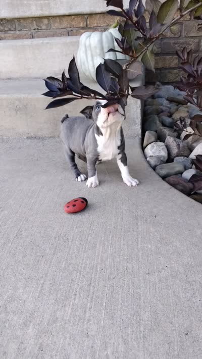 Violet JHC&DM Clear, a female Boston Terrier for sale in Fredericksburg, OH – 5 of 5