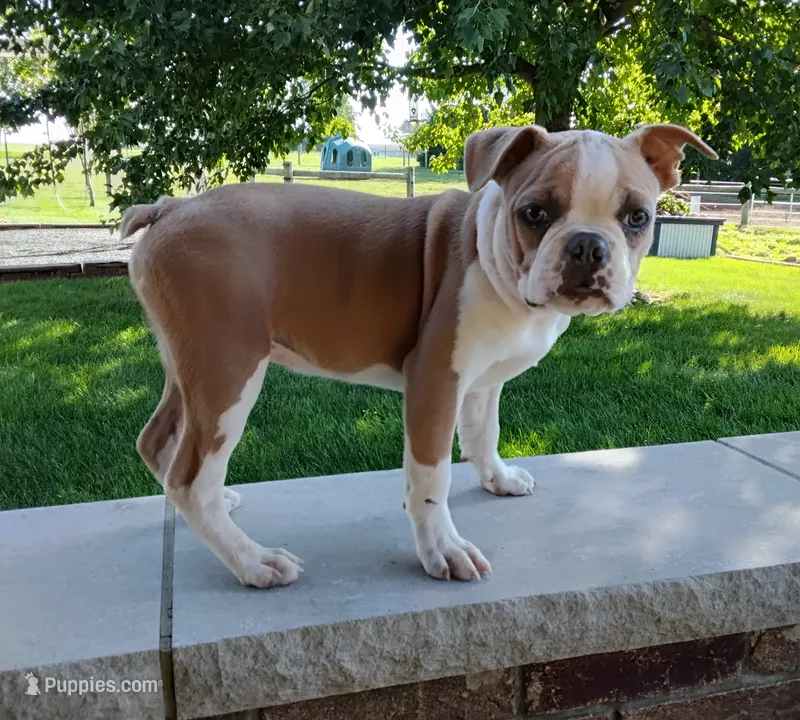 Coco – Boston Terrier puppy for sale in Fredericksburg, OH