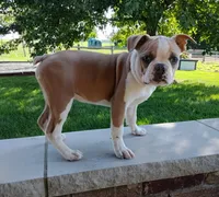 Coco, a male Boston Terrier for sale in Fredericksburg, OH – 3 of 3