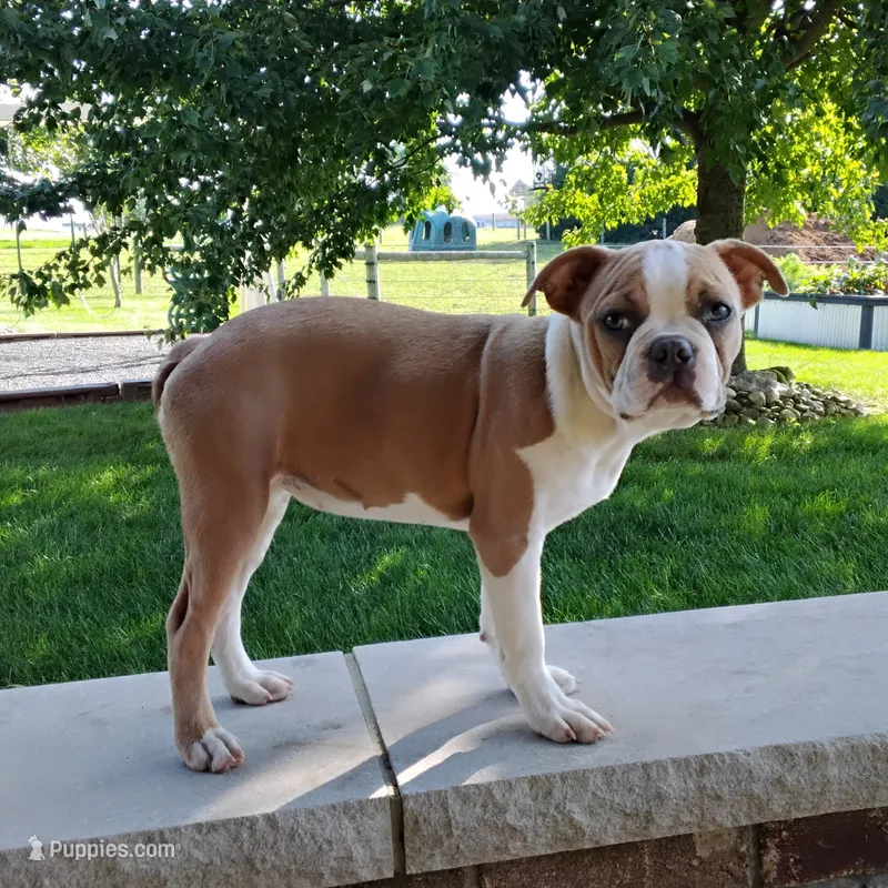 Elsa – Boston Terrier puppy for sale in Fredericksburg, OH