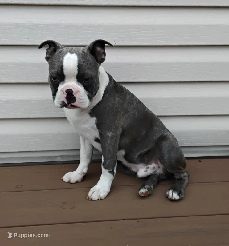 Kobe Blue JHC Clear $100 OFF THIS WEEKEND  – Boston Terrier puppy for sale in Fredericksburg, OH