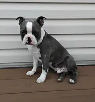 Kobe Blue JHC Clear, a male Boston Terrier for sale in Fredericksburg, OH – 1 of 4