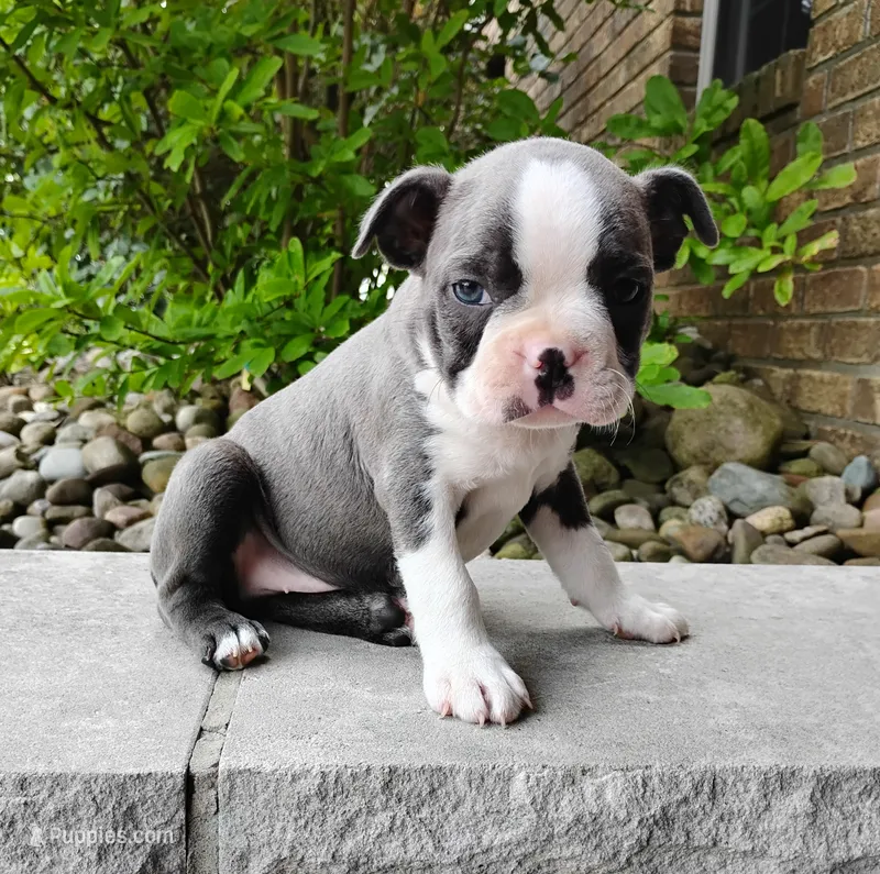 Kobe blue – Boston Terrier puppy for sale in Fredericksburg, OH