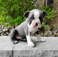 Kobe blue, a male Boston Terrier for sale in Fredericksburg, OH – 1 of 3