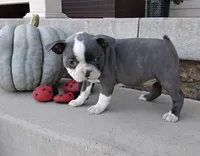 Violet JHC&DM Clear, a female Boston Terrier for sale in Fredericksburg, OH – 2 of 5