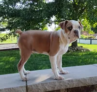 Leo blue fawn $100 OFF THIS WEEKEND , a male Boston Terrier for sale in Fredericksburg, OH – 2 of 3