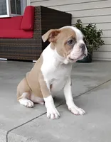 Coco, a male Boston Terrier for sale in Fredericksburg, OH – 2 of 4