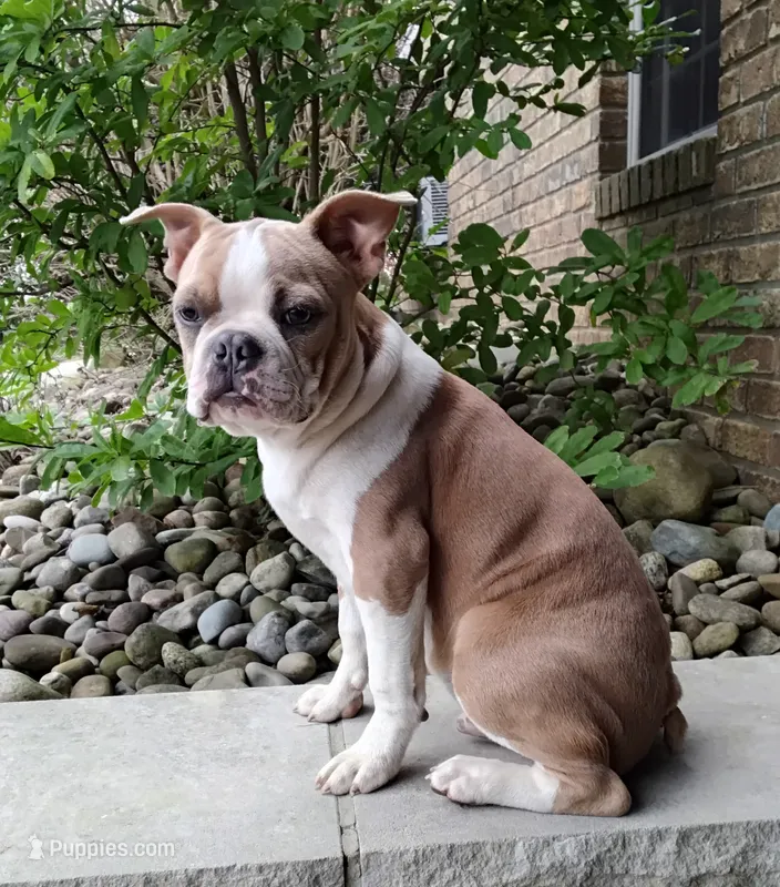 Coco $100 OFF THIS WEEKEND  – Boston Terrier puppy for sale in Fredericksburg, OH