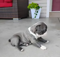 Kimmy Blue, a female Boston Terrier for sale in Fredericksburg, OH – 3 of 3