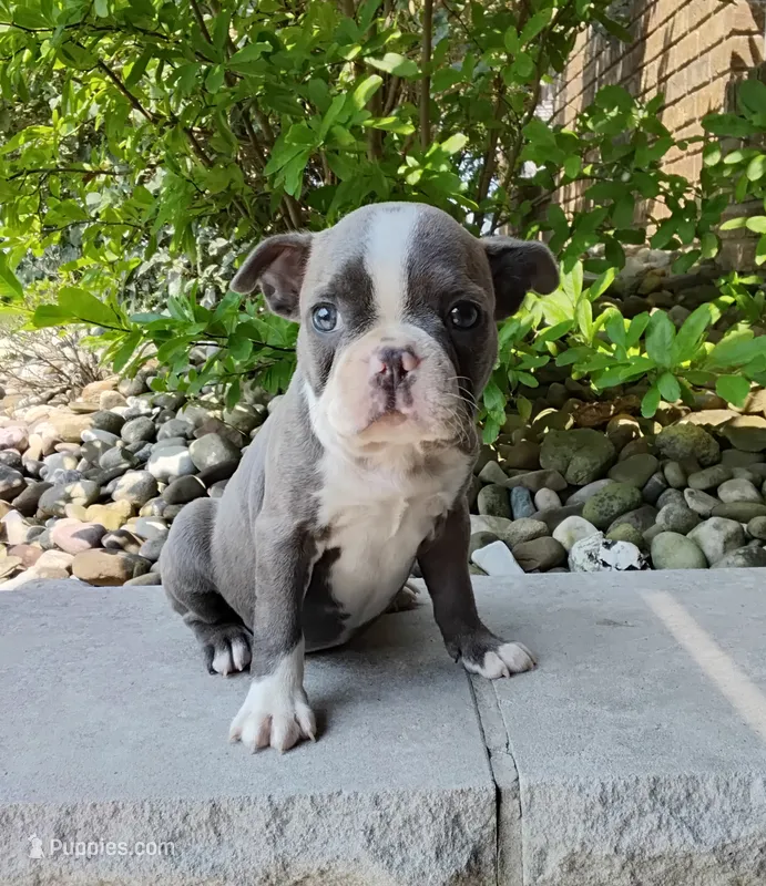 Kimmy Blue – Boston Terrier puppy for sale in Fredericksburg, OH