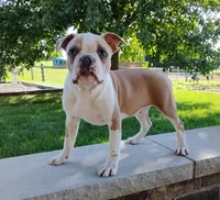 Coco, a male Boston Terrier for sale in Fredericksburg, OH – 1 of 3