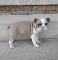 Suni JHC & DM CLEAR, a female Boston Terrier for sale in Fredericksburg, OH – 2 of 4