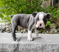 Kobe blue, a male Boston Terrier for sale in Fredericksburg, OH – 2 of 3