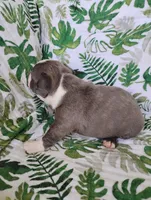 Kobe, a male Boston Terrier for sale in Fredericksburg, OH – 3 of 3