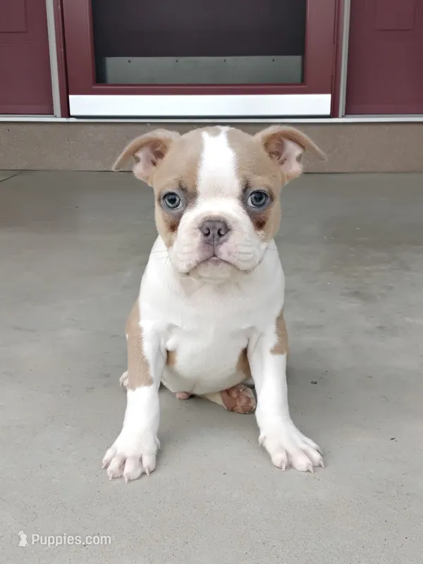 Coco – Boston Terrier puppy for sale in Fredericksburg, OH