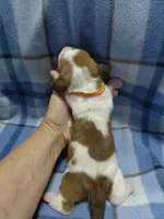 AKC Basset Hound puppy MALE #5, a male Basset Hound for sale in Wilkesboro, NC – 9 of 10