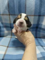 AKC Basset Hound puppy MALE #4, a male Basset Hound for sale in Wilkesboro, NC – 6 of 7