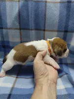 AKC Basset Hound puppy MALE #5, a male Basset Hound for sale in Wilkesboro, NC – 4 of 10