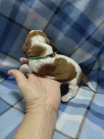 AKC BASSET HOUND puppy MALE #1 , a male Basset Hound for sale in Wilkesboro, NC – 2 of 9