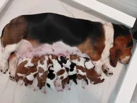 AKC Mahogany & White Male, a male Basset Hound for sale in Wilkesboro, NC – 4 of 10