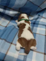 AKC BASSET HOUND puppy MALE #1 , a male Basset Hound for sale in Wilkesboro, NC – 6 of 9